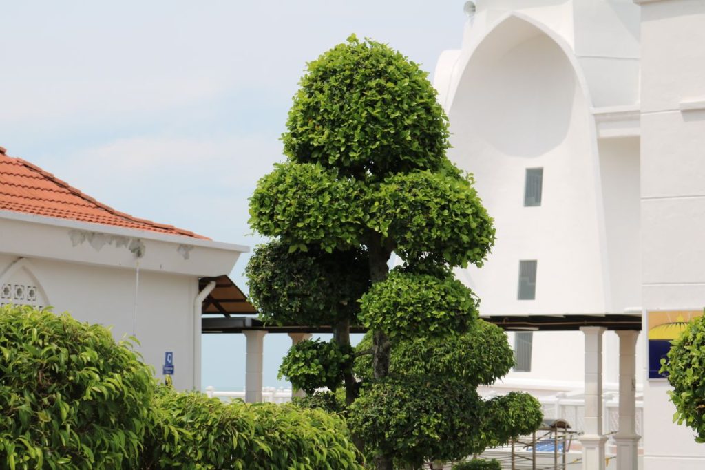 Tree trimming service, Cape Town